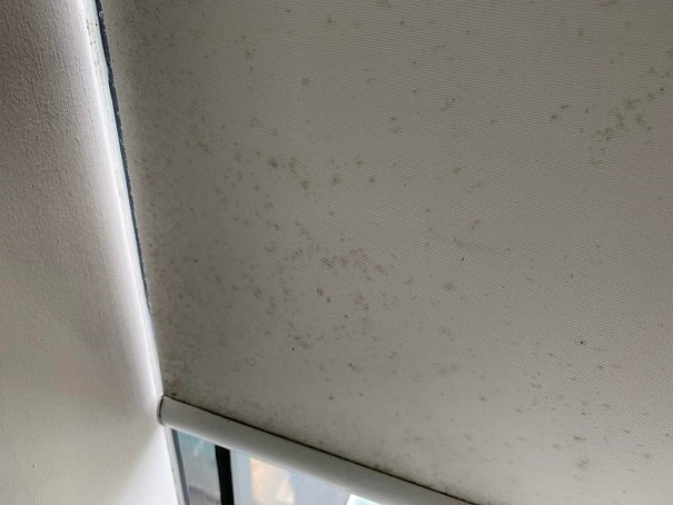 Como limpiar el moho de ESTORES O cortinas roller